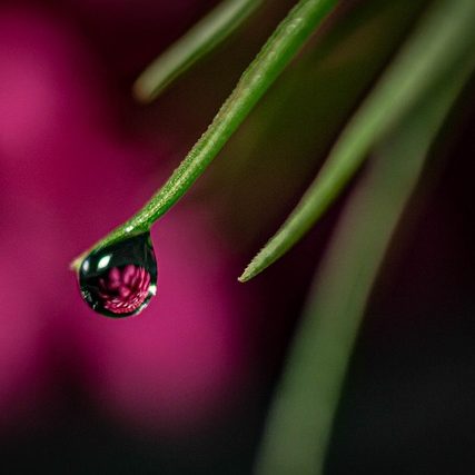 Naturimpulse für die Seele